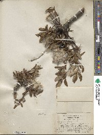 Salix pulchra image