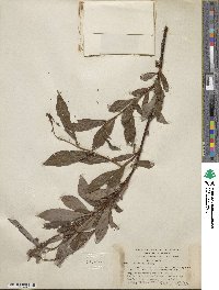 Salix pulchra image