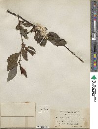 Salix pulchra image