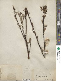 Salix pulchra image