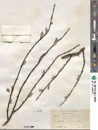 Salix pulchra image