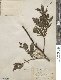 Salix pulchra image