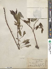 Salix pulchra image