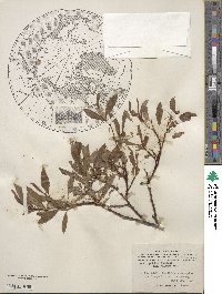 Salix pulchra image