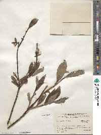 Salix pulchra image