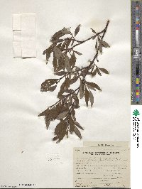 Salix pulchra image