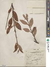 Salix pulchra image