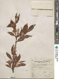 Salix pulchra image