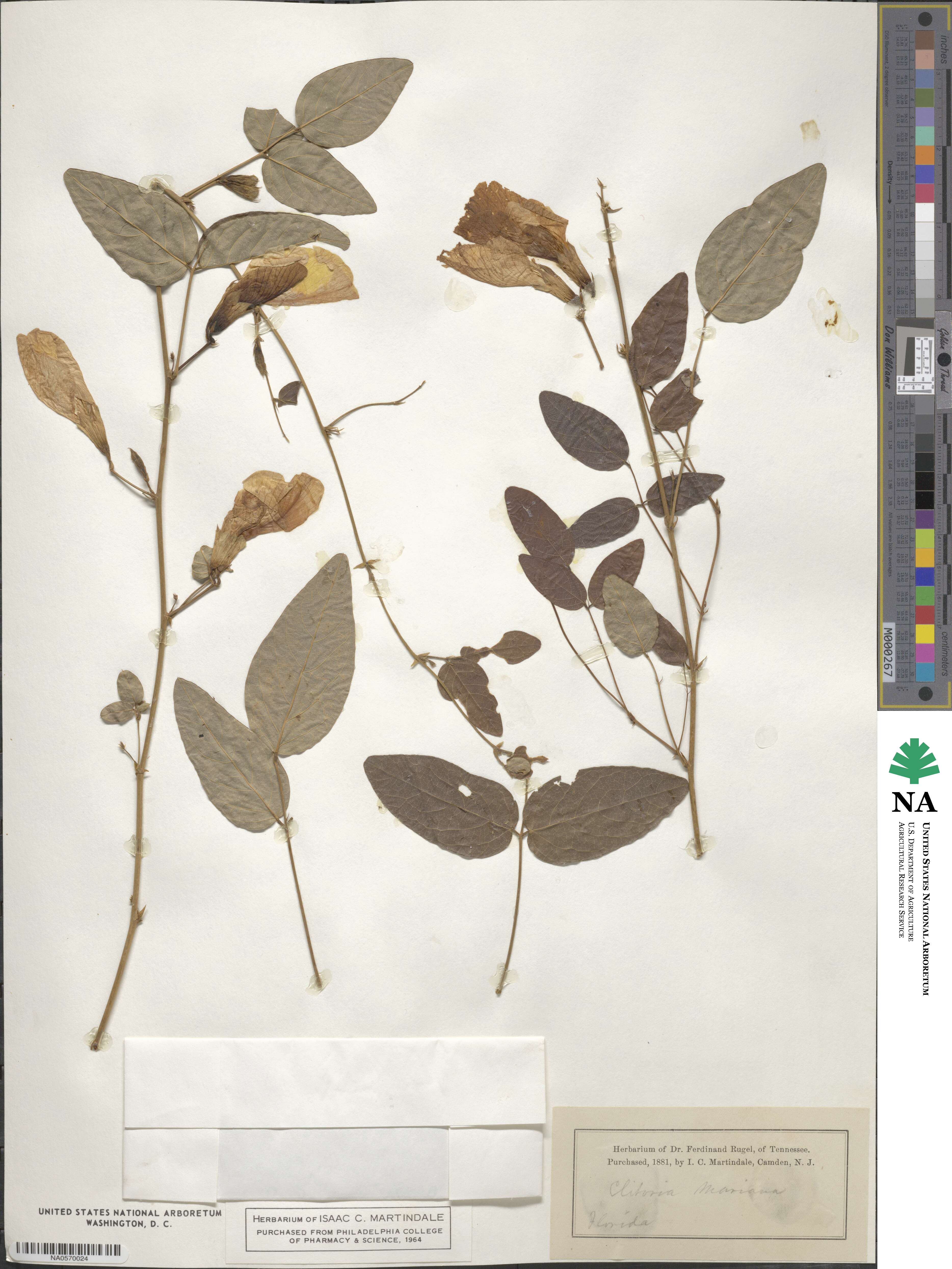 Clitoria mariana image