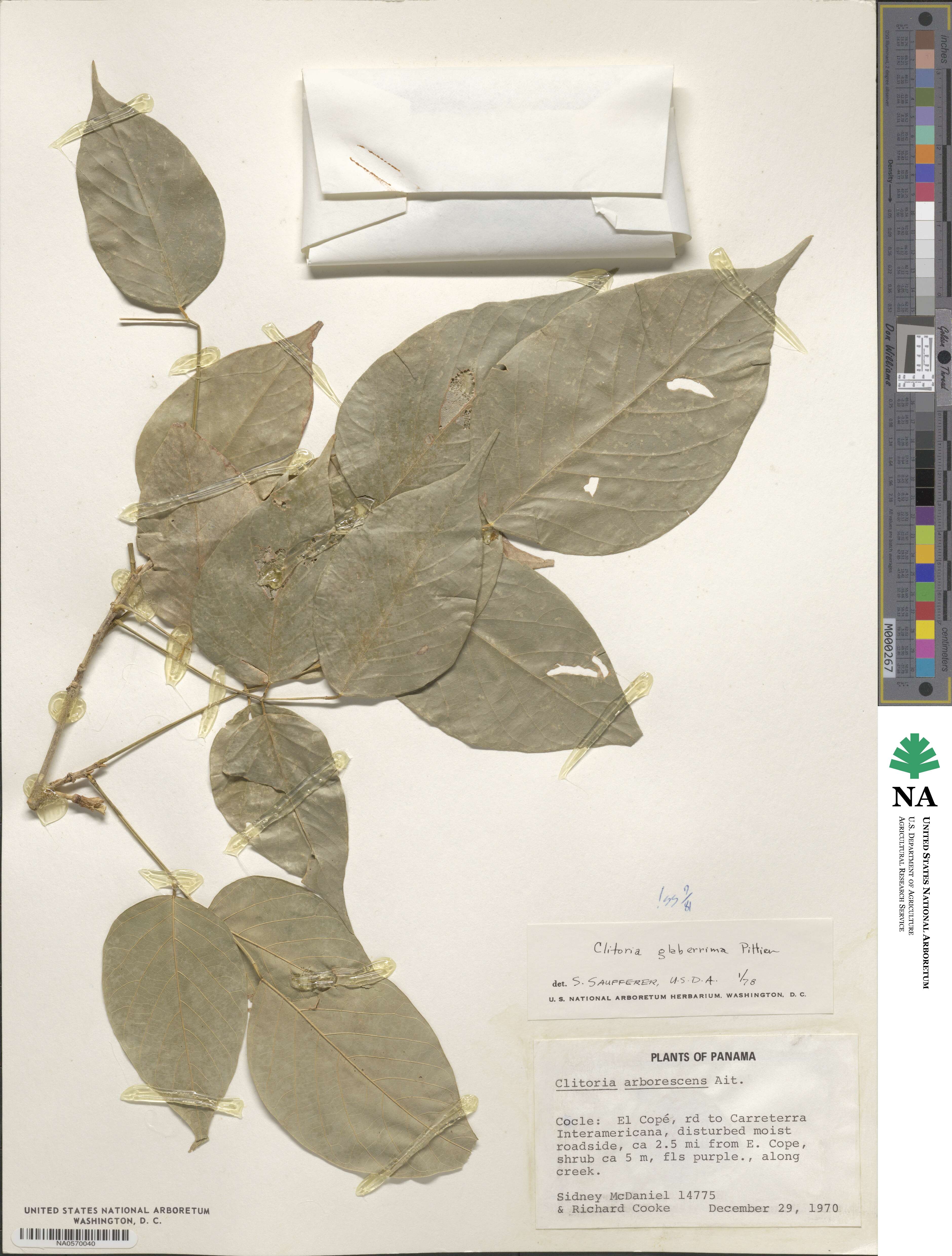 Clitoria arborescens image