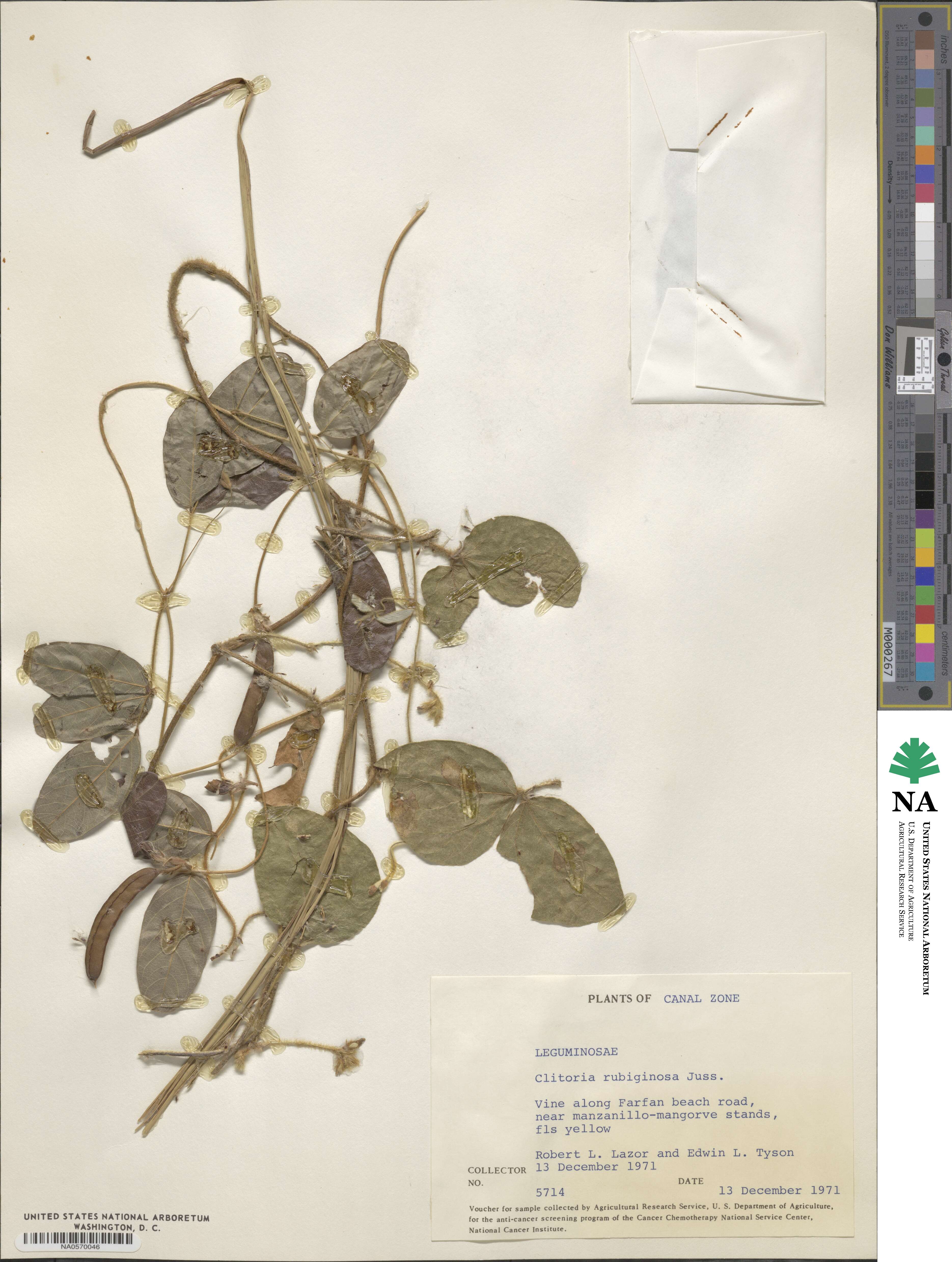 Clitoria falcata var. falcata image