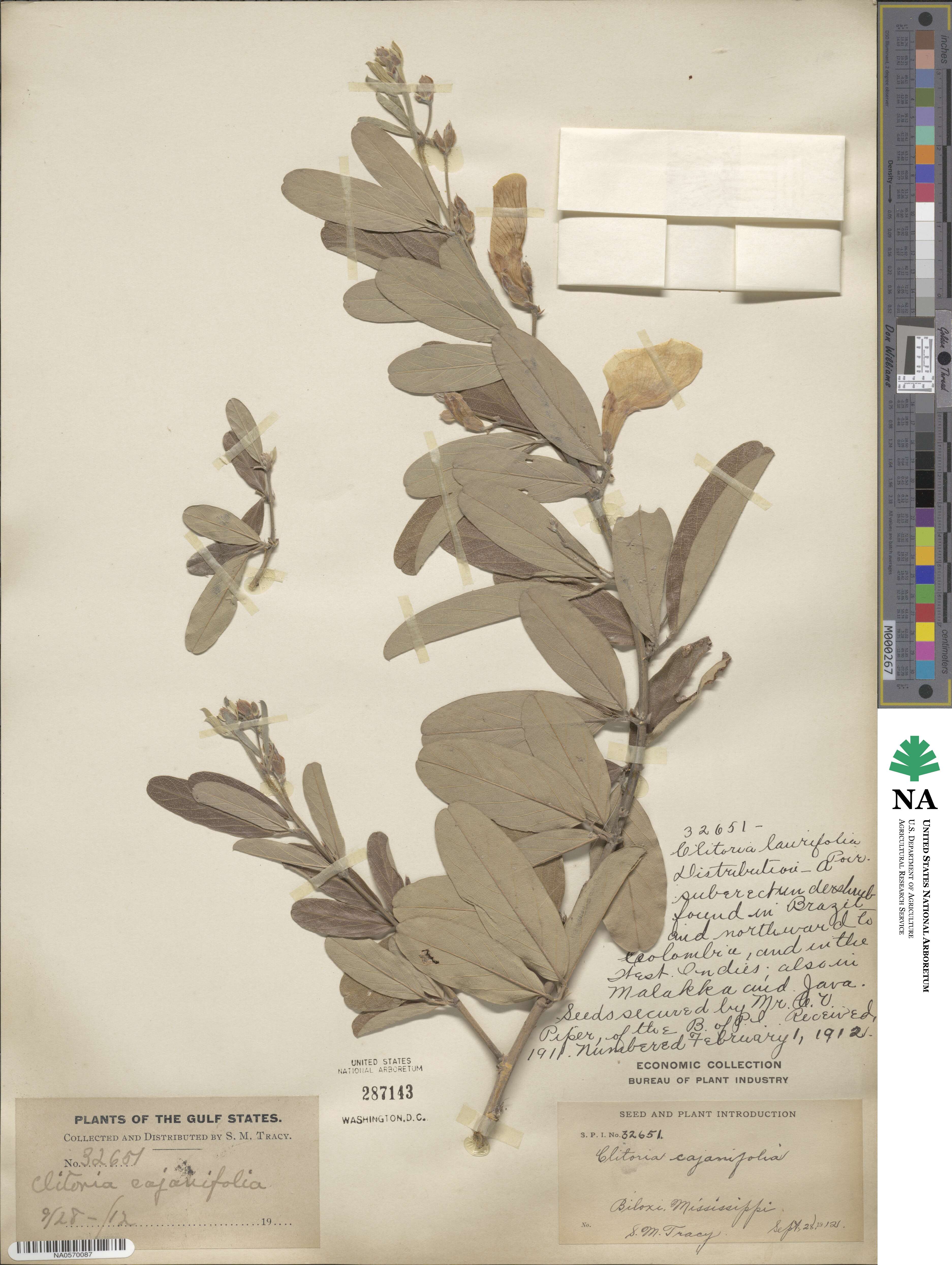 Clitoria laurifolia image