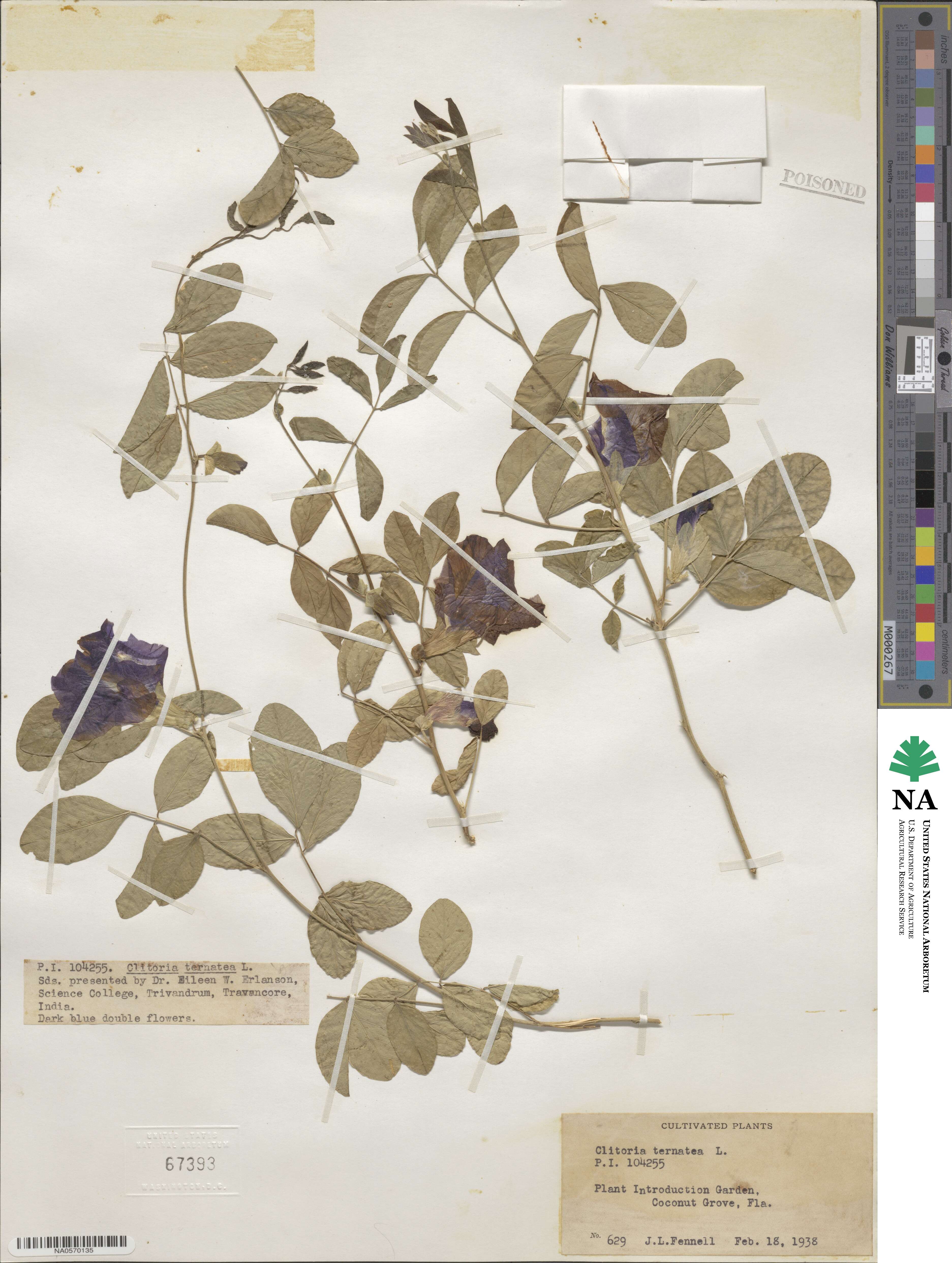 Clitoria ternatea image