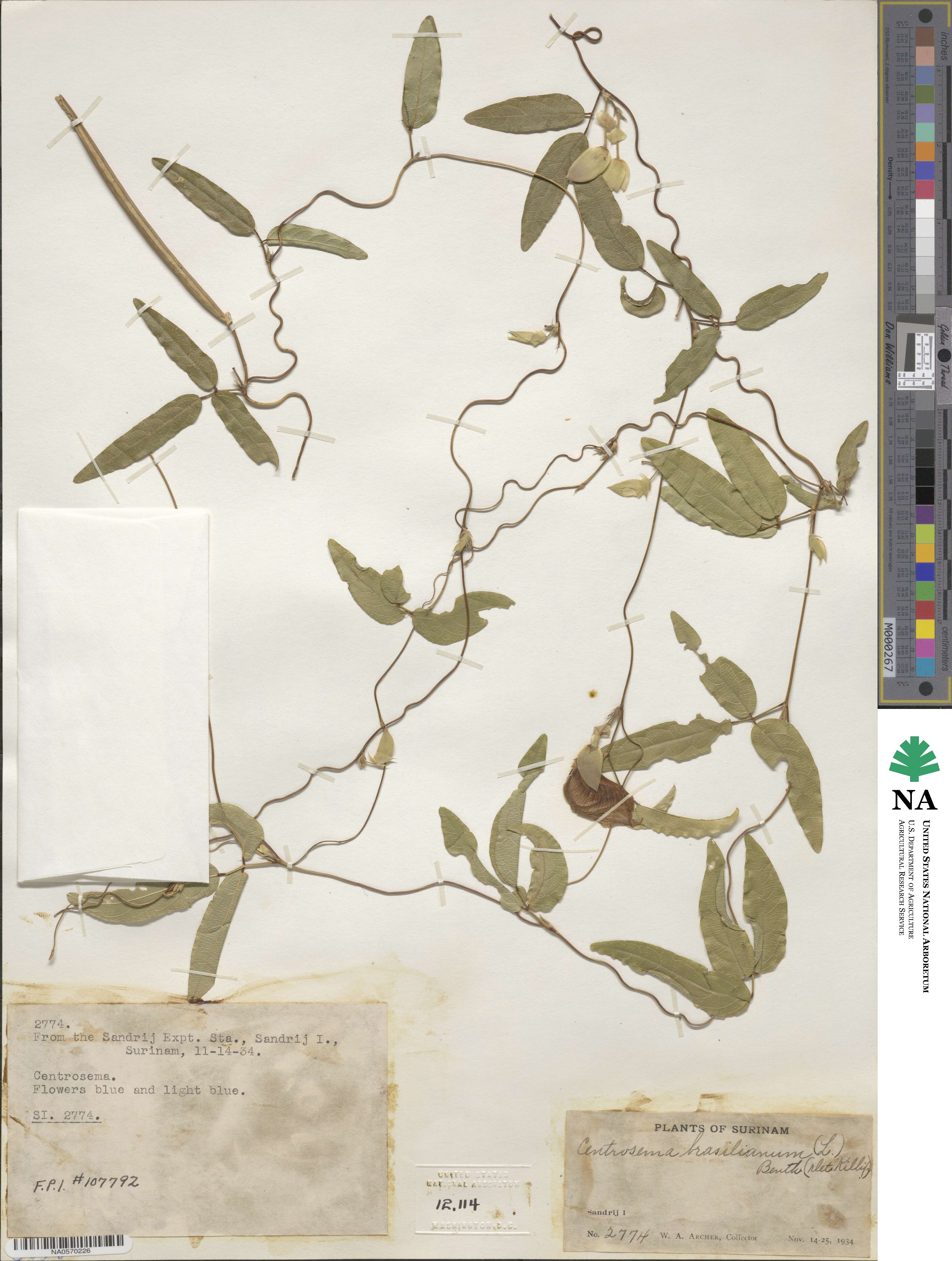 Centrosema brasilianum image