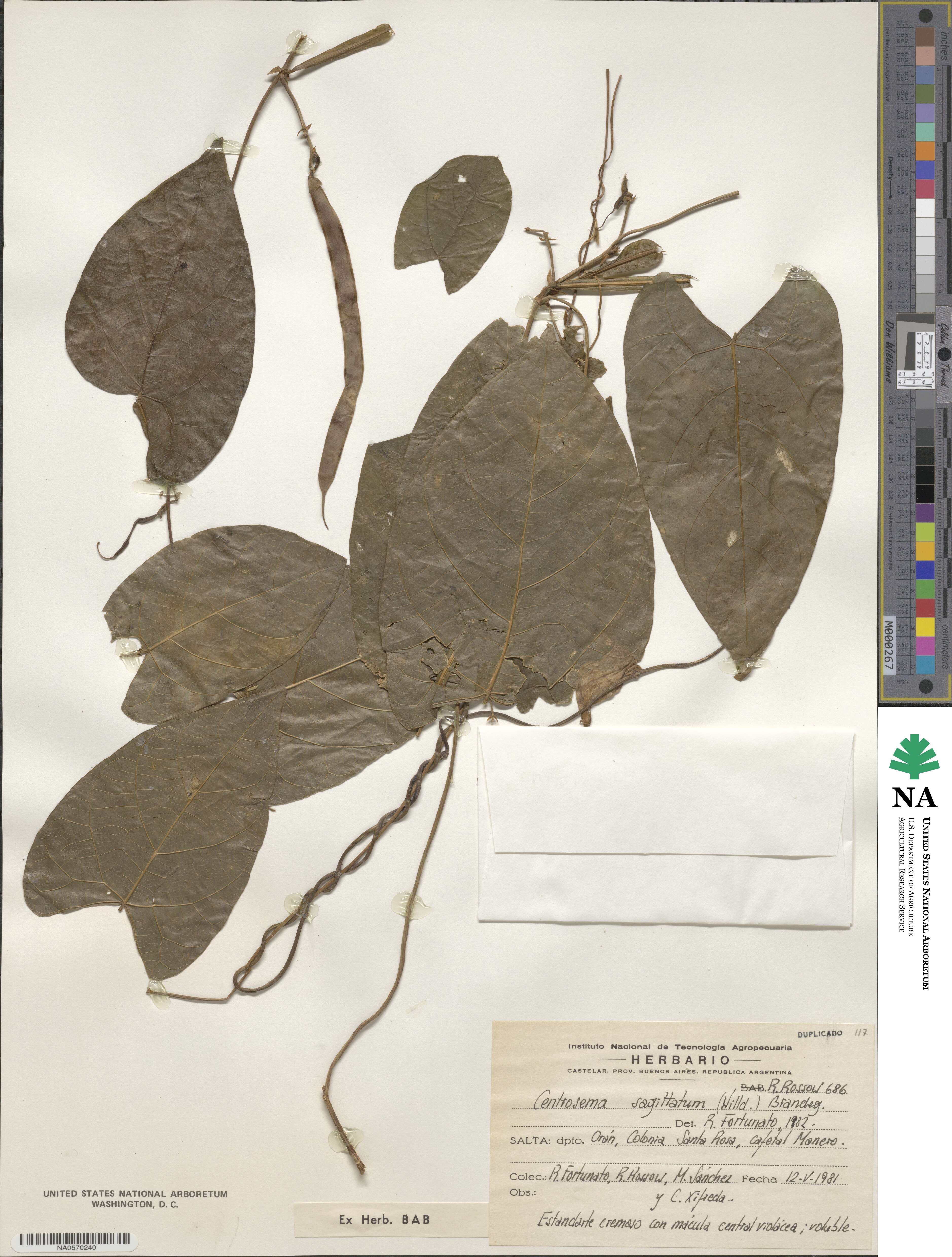 Centrosema sagittatum image