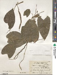 Image of Centrosema sagittatum