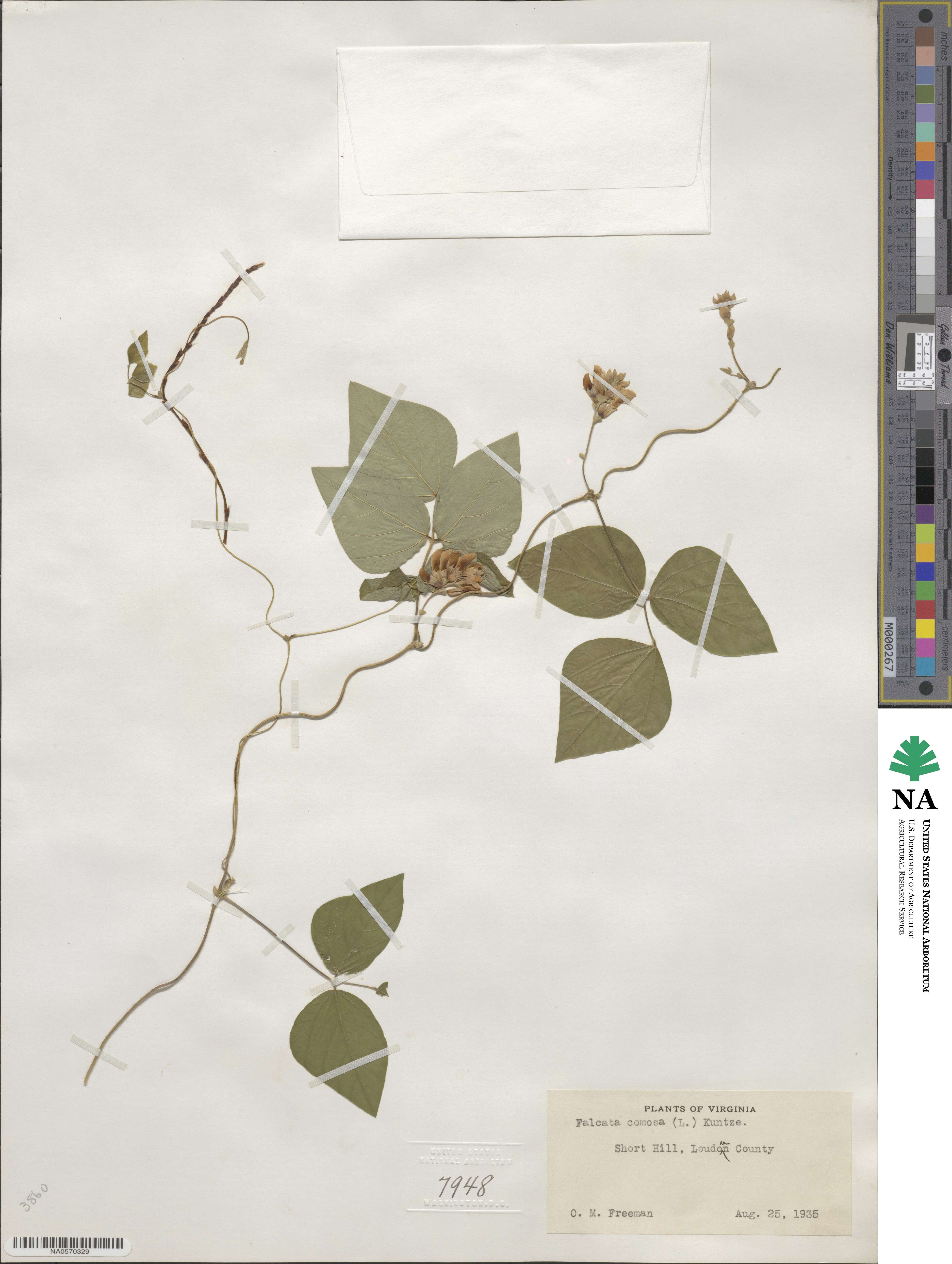 Amphicarpaea bracteata image