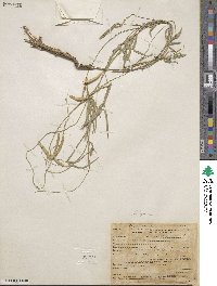 Image of Cologania angustifolia