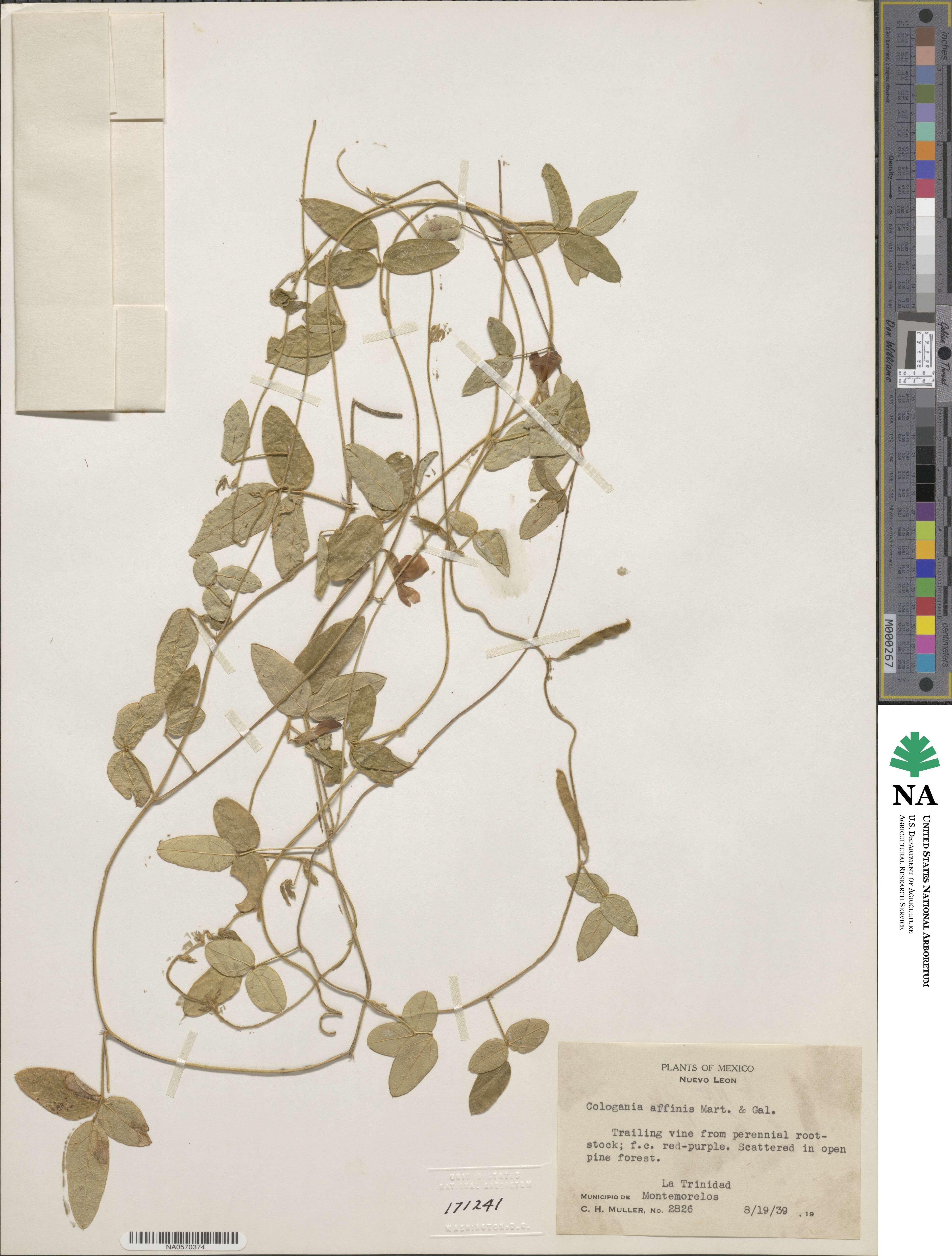 Cologania broussonetii image