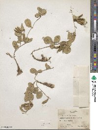 Cologania obovata image