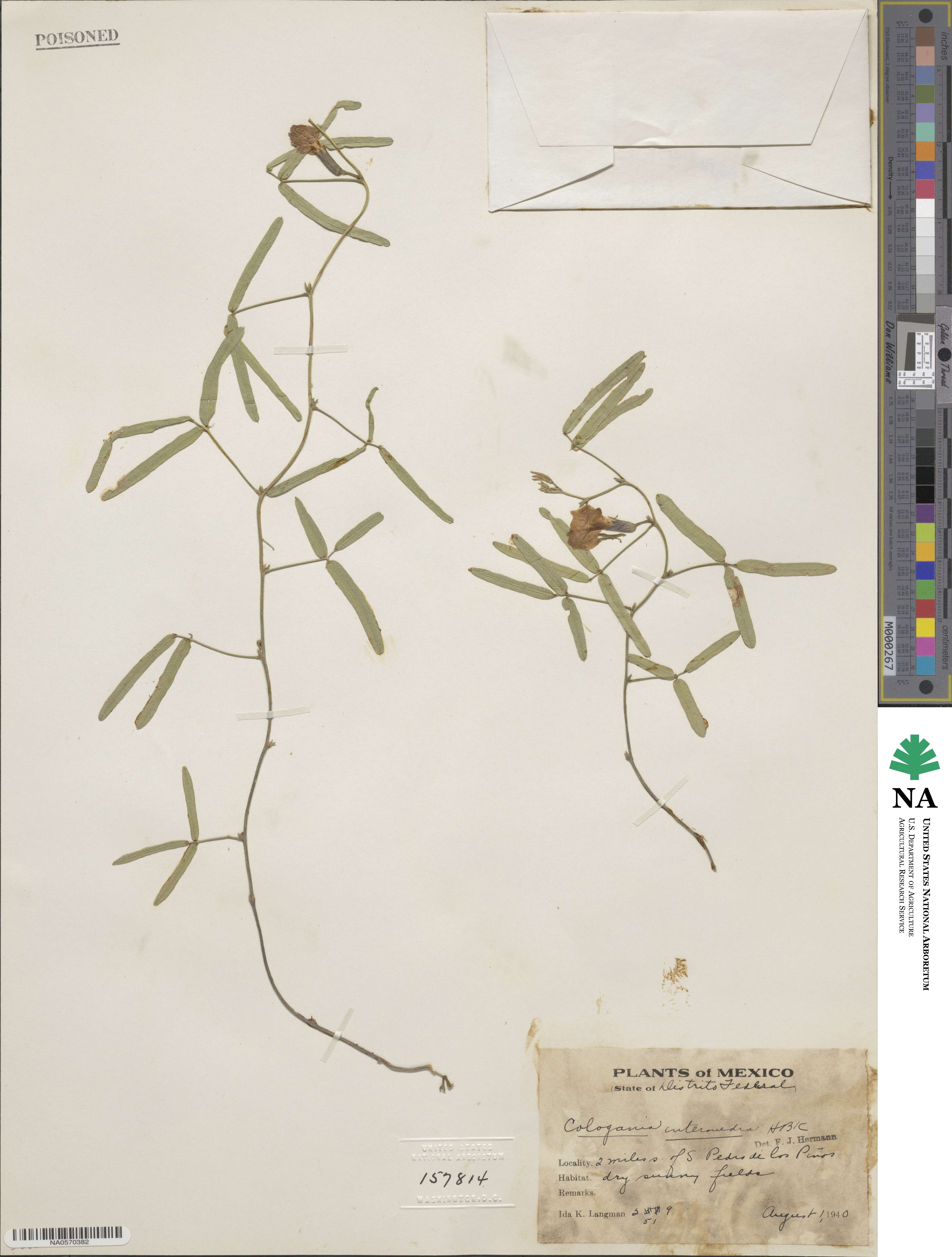 Cologania angustifolia image