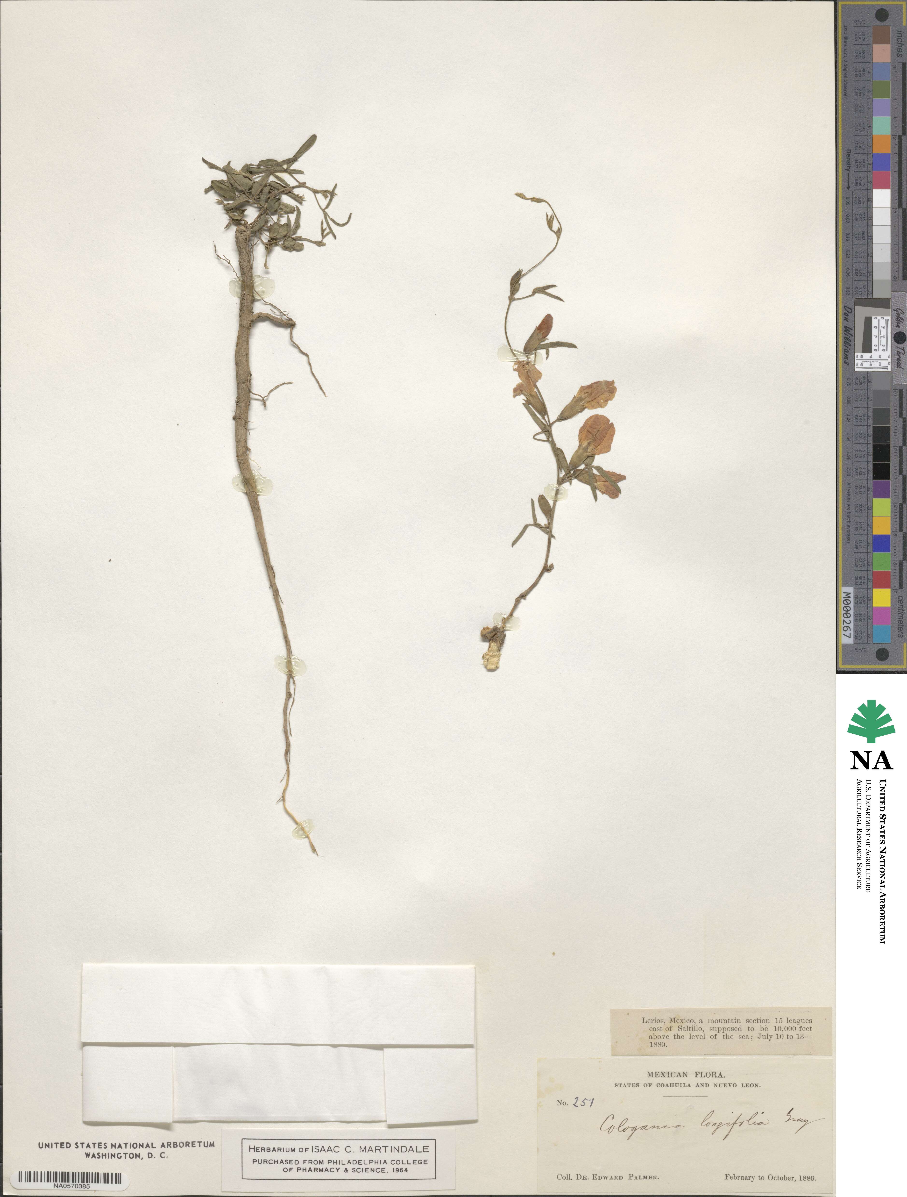 Cologania angustifolia image