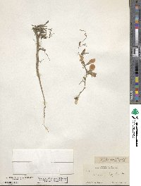 Cologania angustifolia image