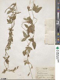 Cologania broussonetii image