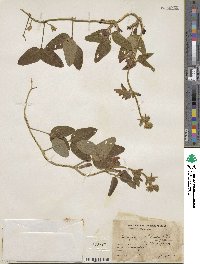 Cologania broussonetii image