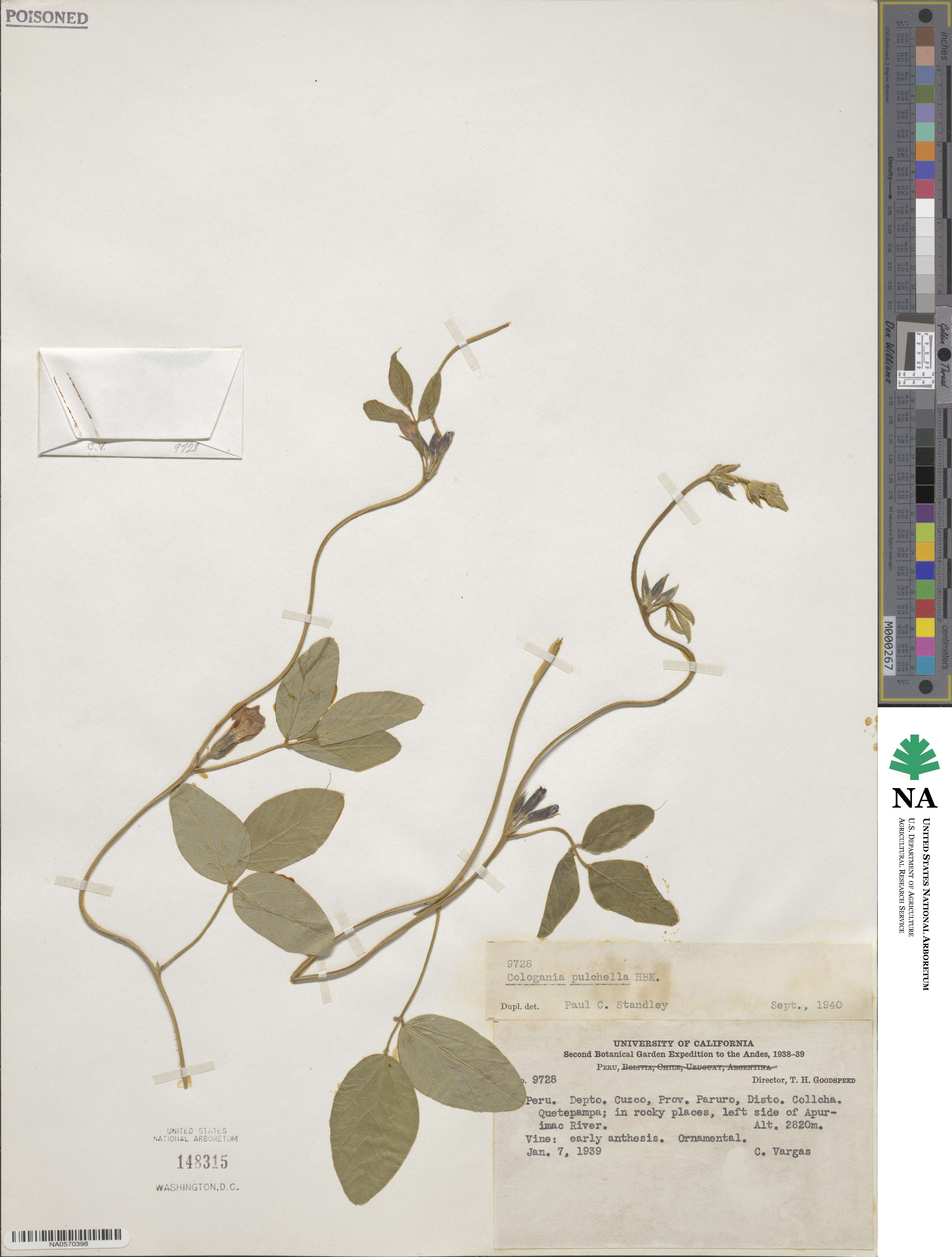 Cologania broussonetii image