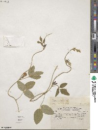 Cologania broussonetii image