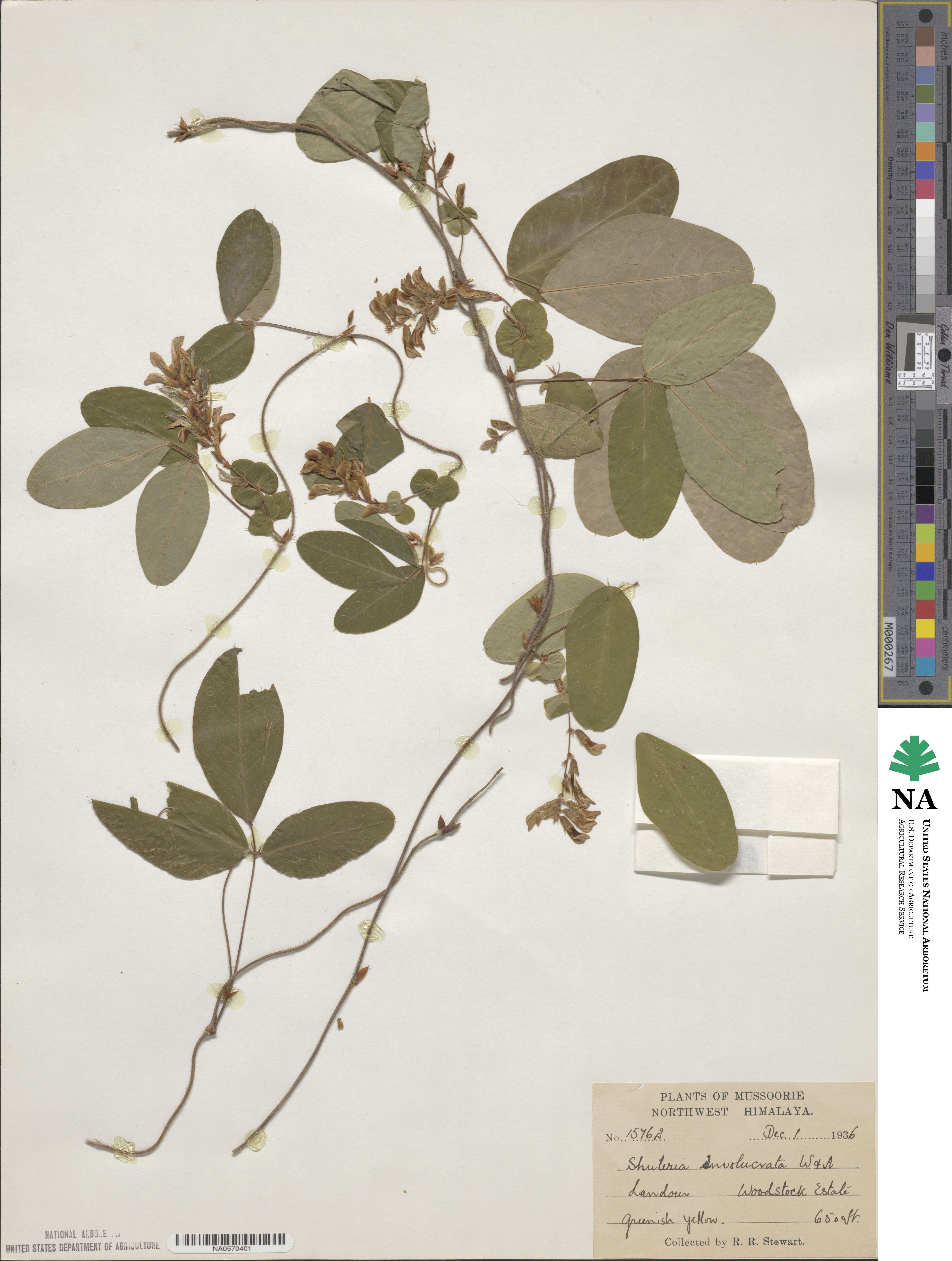 Shuteria involucrata image