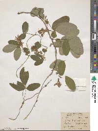 Shuteria involucrata image