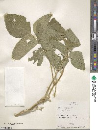 Glycine max image