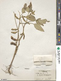 Glycine max subsp. soja image