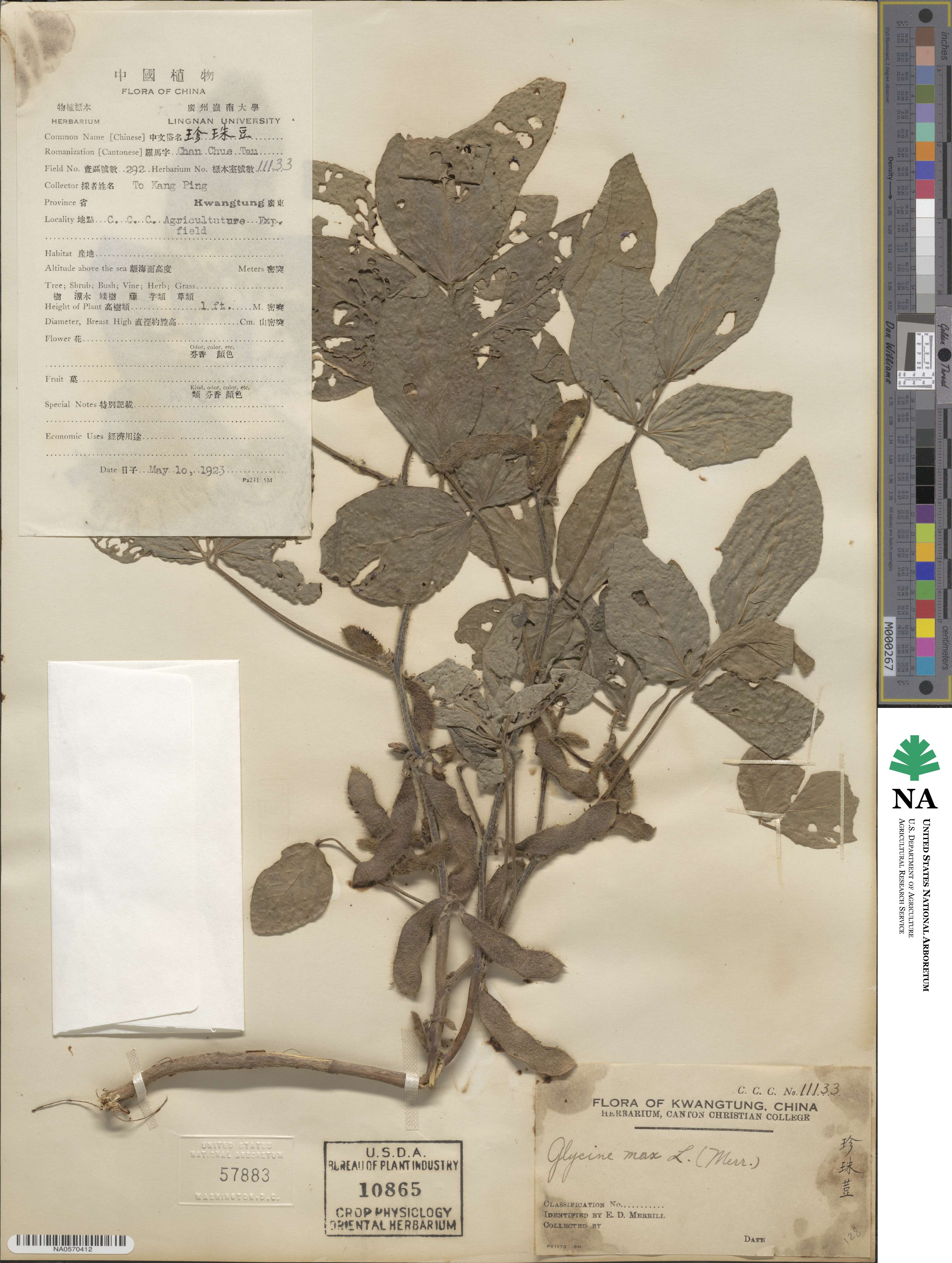 Glycine max subsp. max image