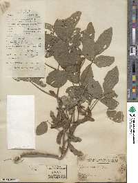 Glycine max subsp. max image