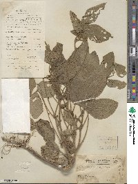 Glycine max subsp. max image