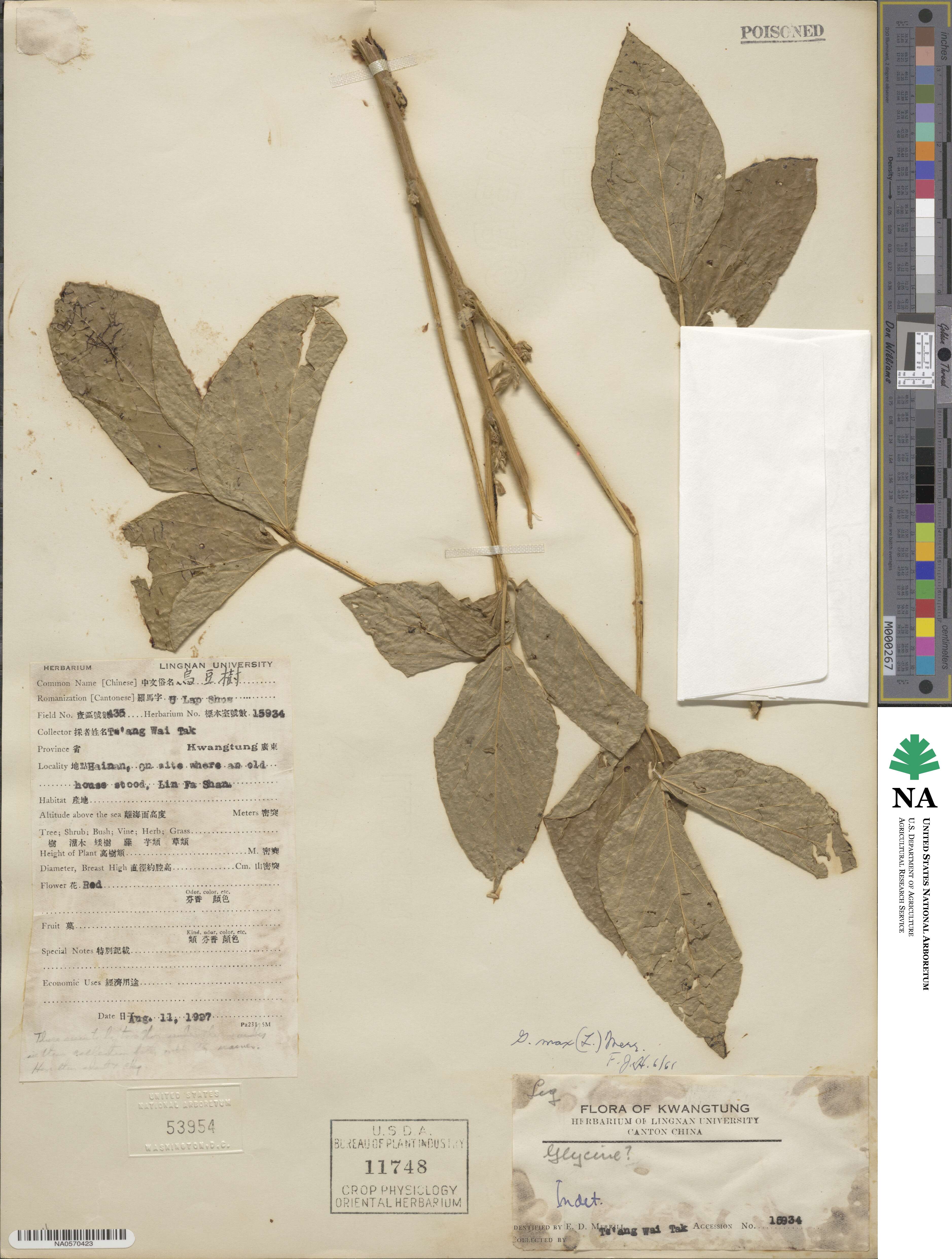 Glycine max subsp. max image