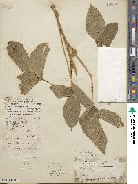 Glycine max subsp. max image