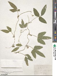 Glycine max subsp. soja image