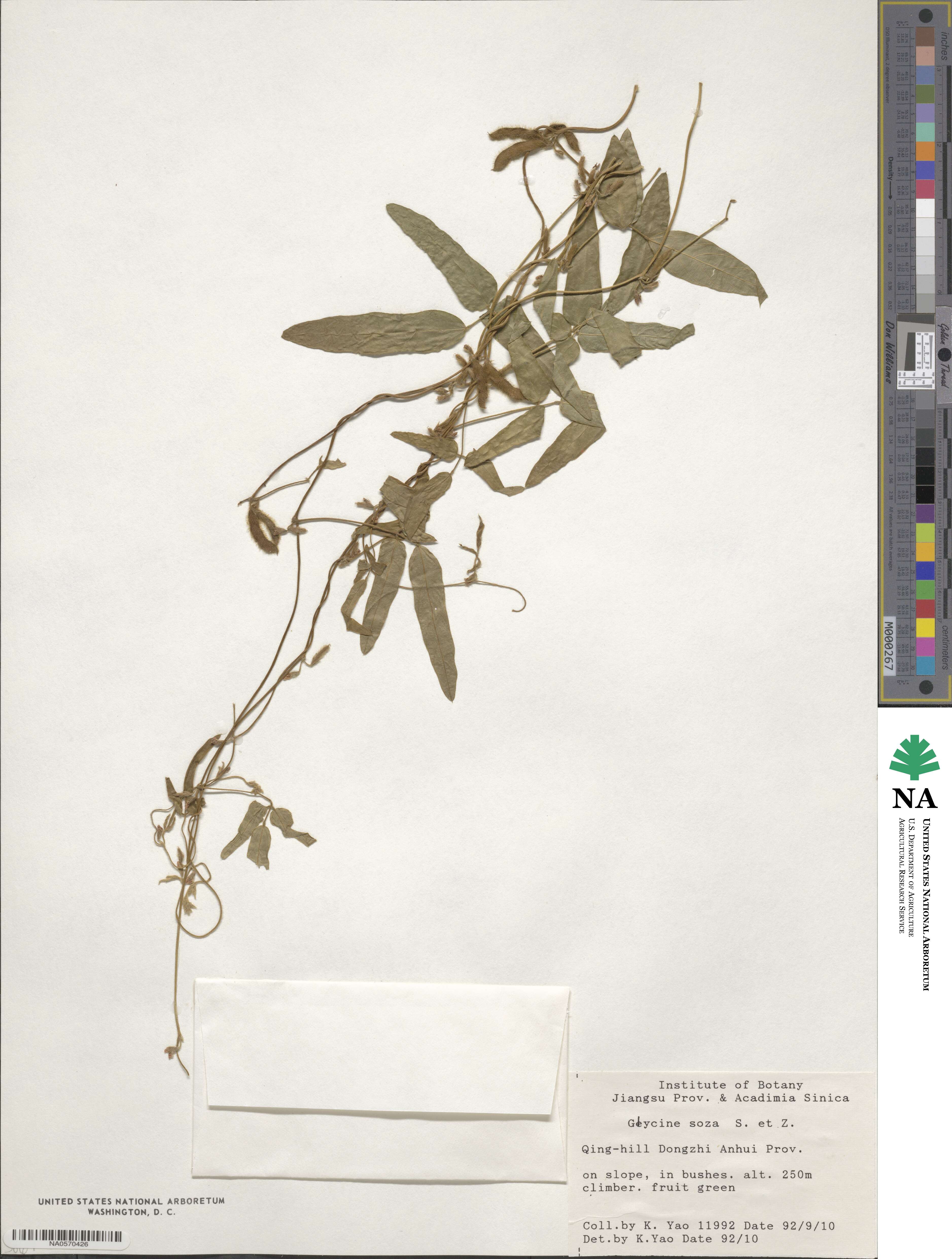Glycine max subsp. soja image