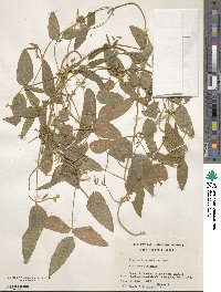 Glycine max subsp. soja image