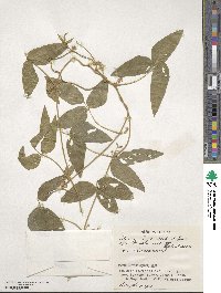 Glycine max subsp. soja image