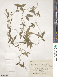 Glycine max subsp. soja image