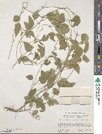 Glycine max subsp. soja image