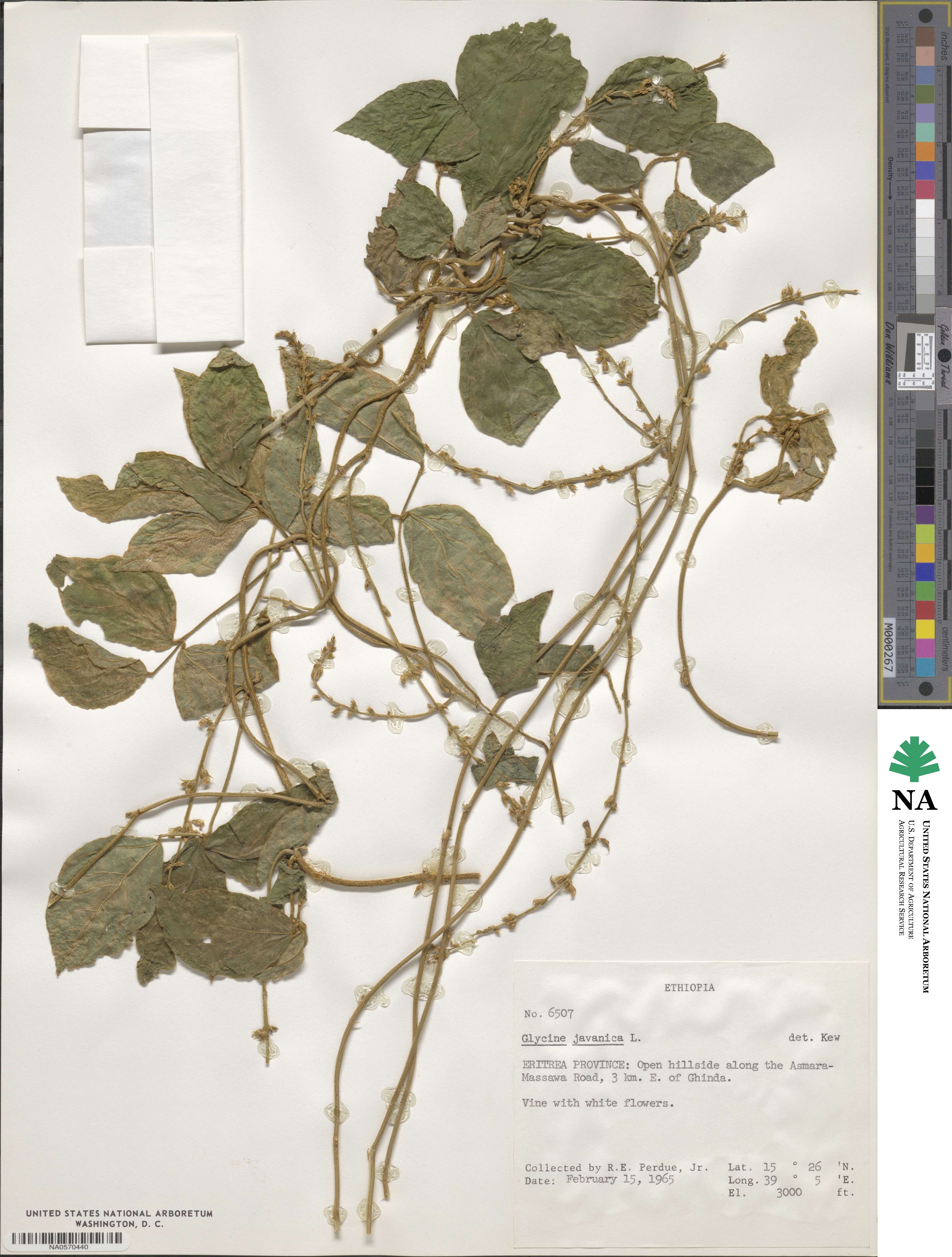 Pueraria montana var. montana image