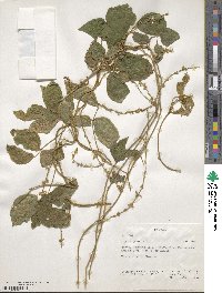 Pueraria montana var. montana image