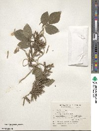 Pueraria montana var. montana image