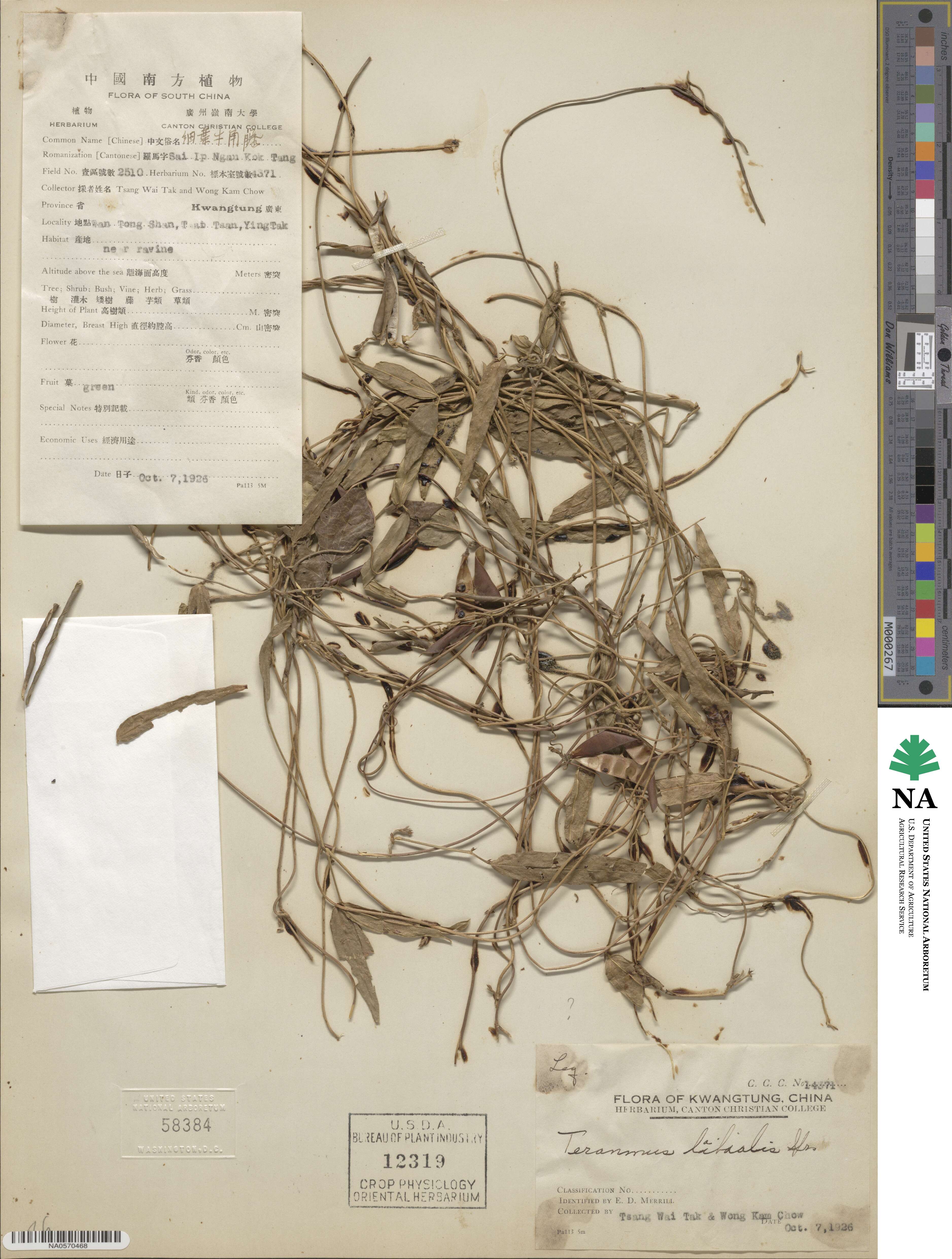 Teramnus labialis image